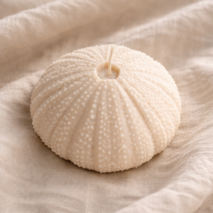 świeca sojowa muszla – jeżowiec morski